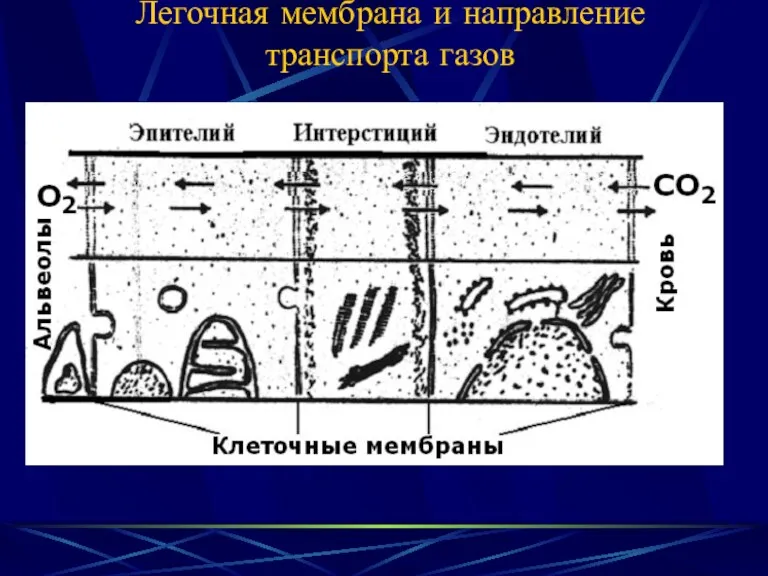 Легочная мембрана и направление транспорта газов