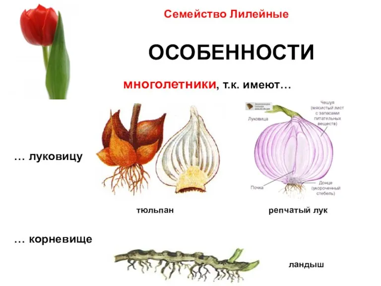 Семейство Лилейные ОСОБЕННОСТИ репчатый лук многолетники, т.к. имеют… … луковицу тюльпан … корневище ландыш