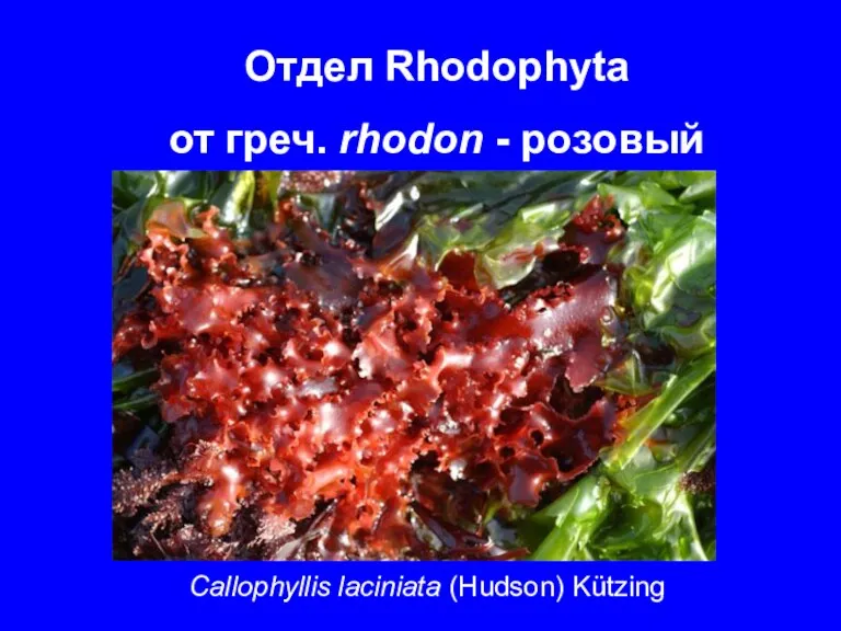 Отдел Rhodophyta от греч. rhodon - розовый Callophyllis laciniata (Hudson) Kützing
