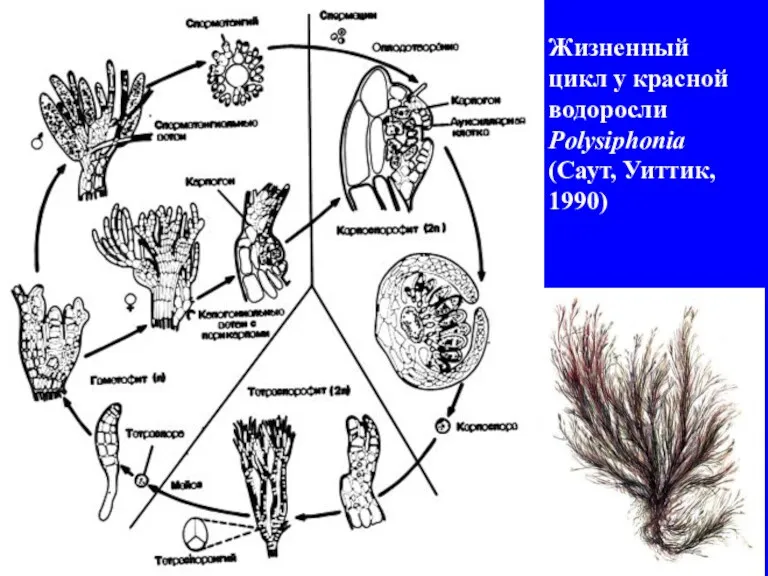 Жизненный цикл у красной водоросли Polysiphonia (Саут, Уиттик, 1990)
