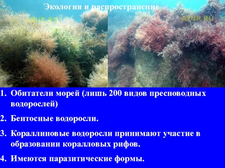 Экология и распространение Обитатели морей (лишь 200 видов пресноводных водорослей)