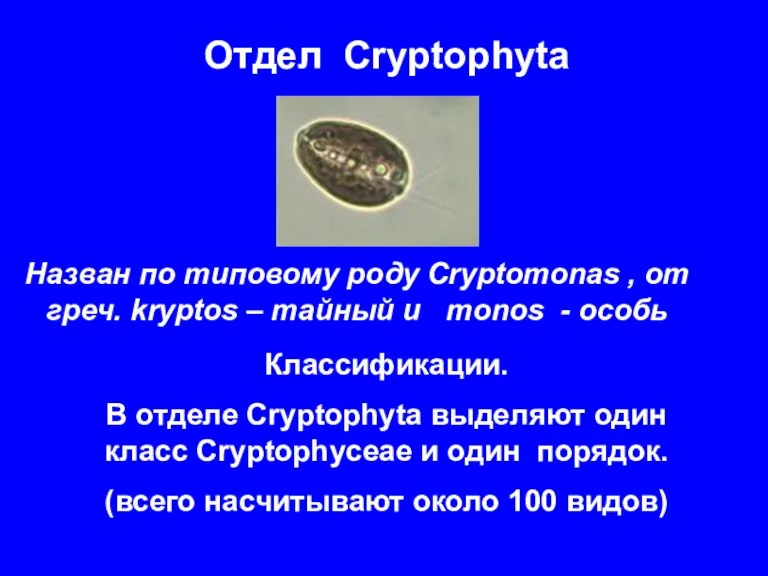 Отдел Cryptophyta Классификации. В отделе Cryptophyta выделяют один класс Cryptophyceae