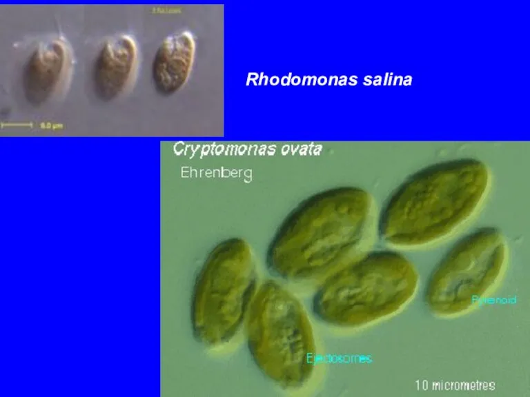 Rhodomonas salina