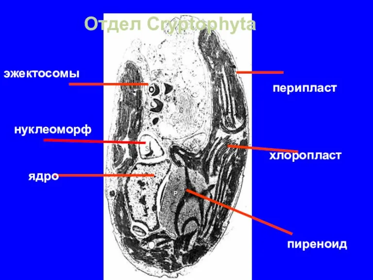 эжектосомы хлоропласт ядро пиреноид перипласт нуклеоморф Отдел Cryptophyta