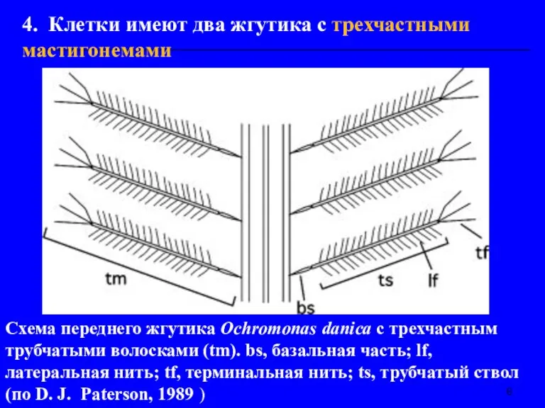 Схема переднего жгутика Ochromonas danica с трехчастным трубчатыми волосками (tm).