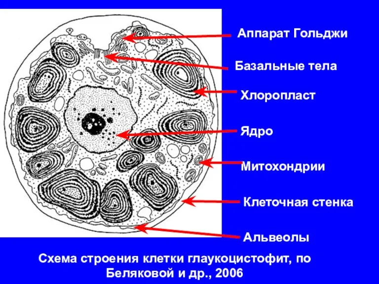 Схема строения клетки глаукоцистофит, по Беляковой и др., 2006 Базальные