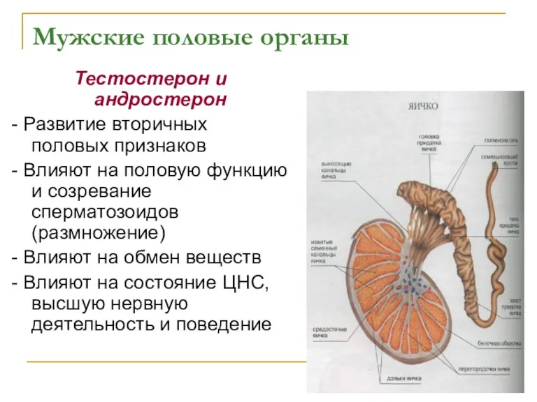 Мужские половые органы Тестостерон и андростерон - Развитие вторичных половых признаков - Влияют