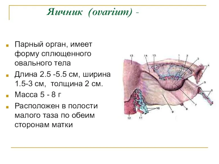 Яичник (ovarium) - Парный орган, имеет форму сплющенного овального тела Длина 2.5 -5.5