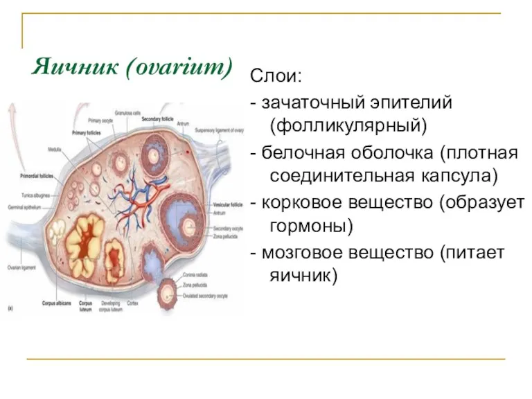 Яичник (ovarium) Слои: - зачаточный эпителий (фолликулярный) - белочная оболочка (плотная соединительная капсула)