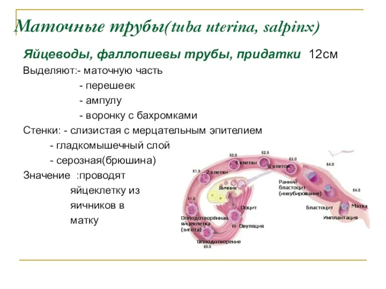 Маточные трубы(tuba uterina, salpinx) Яйцеводы, фаллопиевы трубы, придатки 12см Выделяют:- маточную часть -