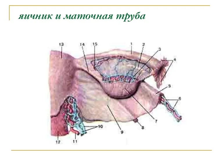 яичник и маточная труба