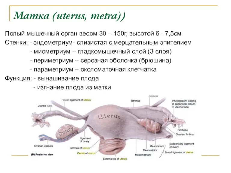Матка (uterus, metra)) Полый мышечный орган весом 30 – 150г, высотой 6 -