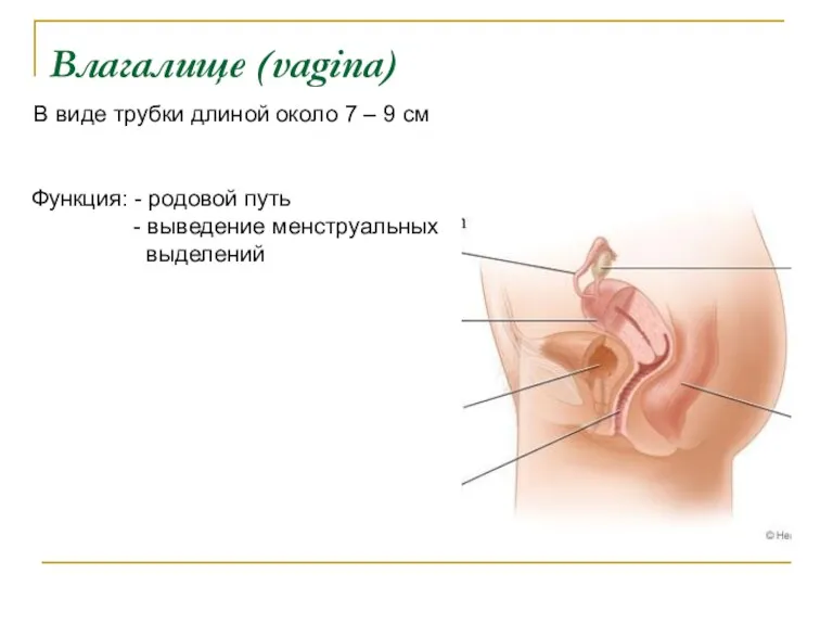 Влагалище (vagina) В виде трубки длиной около 7 – 9 см Функция: -