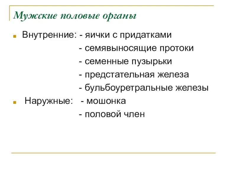 Мужские половые органы Внутренние: - яички с придатками - семявыносящие протоки - семенные