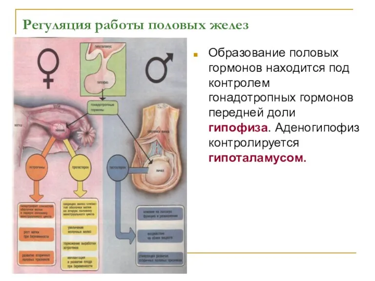 Регуляция работы половых желез Образование половых гормонов находится под контролем гонадотропных гормонов передней