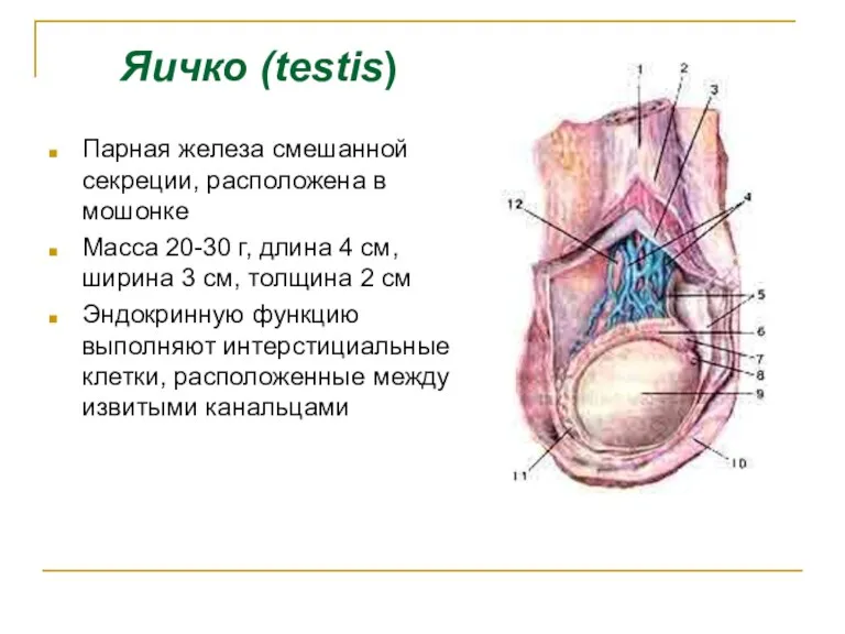 Яичко (testis) Парная железа смешанной секреции, расположена в мошонке Масса 20-30 г, длина