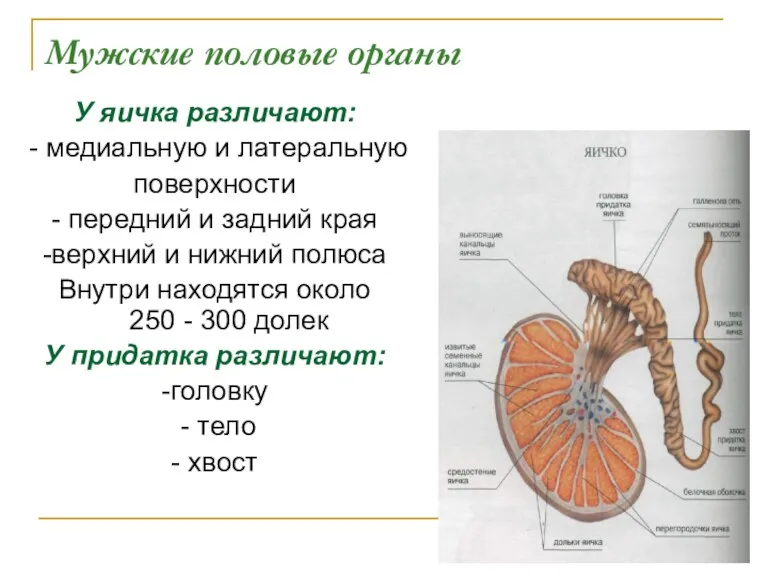 Мужские половые органы У яичка различают: - медиальную и латеральную поверхности - передний