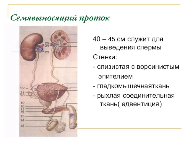 Семявыносящий проток 40 – 45 см служит для выведения спермы Стенки: - слизистая