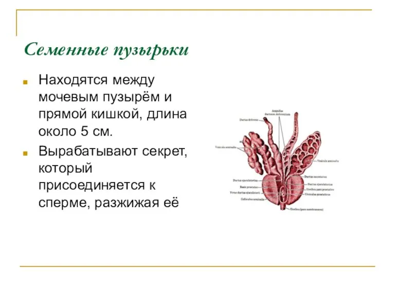 Семенные пузырьки Находятся между мочевым пузырём и прямой кишкой, длина около 5 см.