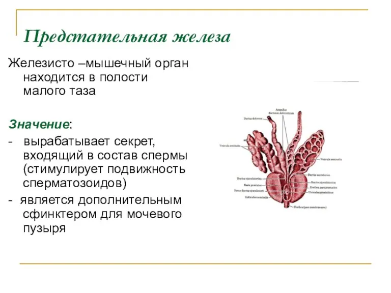 Предстательная железа Железисто –мышечный орган находится в полости малого таза Значение: - вырабатывает