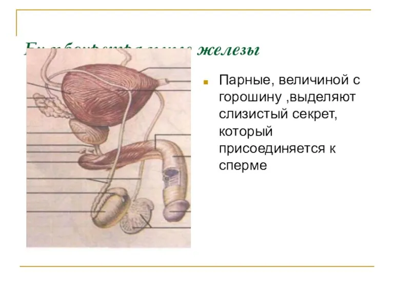 Бульбоуретральные железы Парные, величиной с горошину ,выделяют слизистый секрет, который присоединяется к сперме