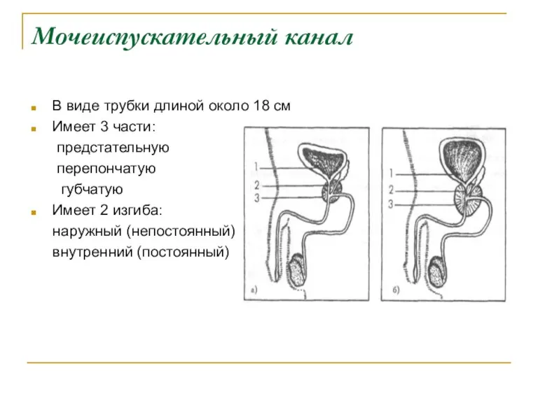 Мочеиспускательный канал В виде трубки длиной около 18 см Имеет 3 части: предстательную