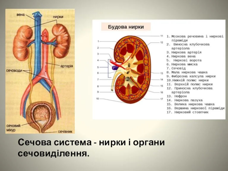Сечова система - нирки і органи сечовиділення.