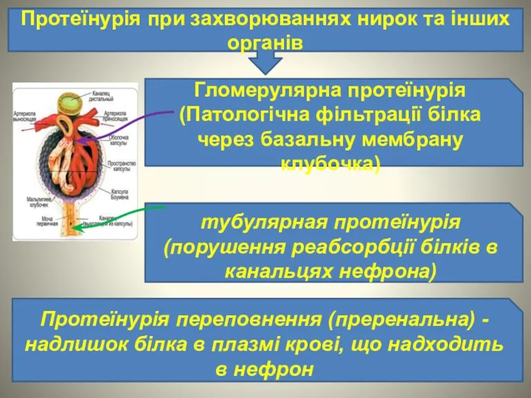 Протеїнурія при захворюваннях нирок та інших органів Гломерулярна протеїнурія (Патологічна