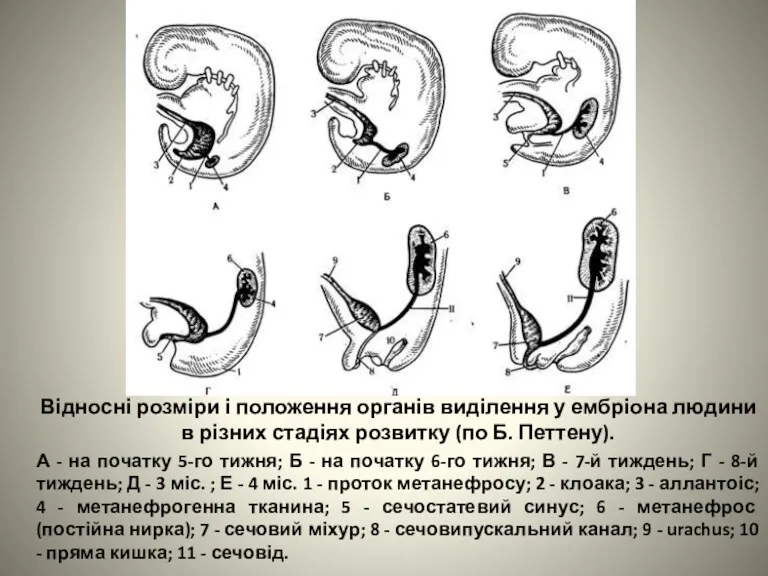Відносні розміри і положення органів виділення у ембріона людини в