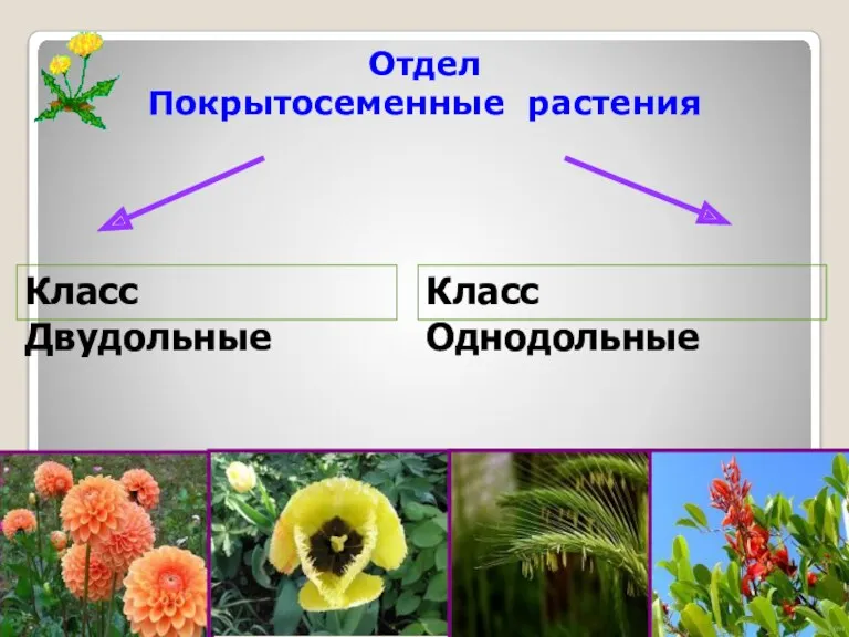 Класс Двудольные Класс Однодольные Отдел Покрытосеменные растения Отдел Покрытосеменные растения