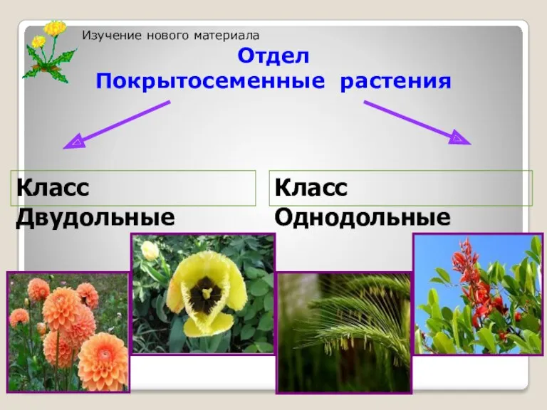 Класс Двудольные Класс Однодольные Изучение нового материала Отдел Покрытосеменные растения