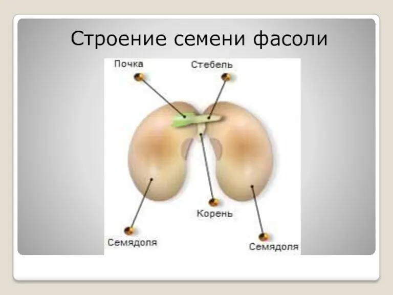 Строение семени фасоли