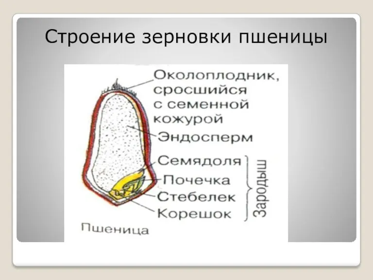 Строение зерновки пшеницы