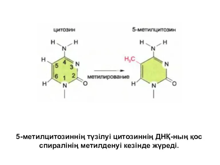 5-метилцитозиннің түзілуі цитозиннің ДНҚ-ның қос спиралінің метилденуі кезінде жүреді.