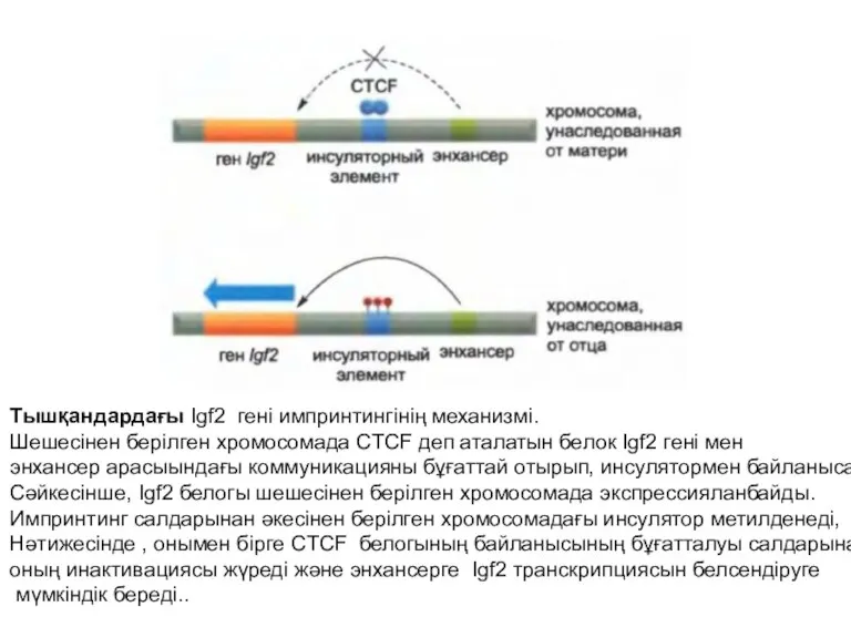 Тышқандардағы Igf2 гені импринтингінің механизмі. Шешесінен берілген хромосомада CTCF деп аталатын белок Igf2