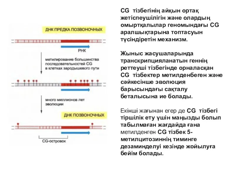 CG тізбегінің айқын ортақ жетіспеушілігін және олардың омыртқалылар геномындағы CG аралшықтарына топтасуын түсіндіретін