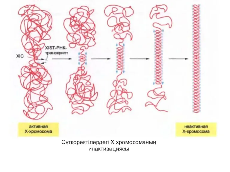 Сүтқоректілердегі Х хромосоманың инактивациясы