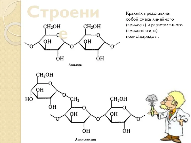 Строение Крахмал представляет собой смесь линейного (амилозы) и разветвленного (амилопектина) полисахаридов .