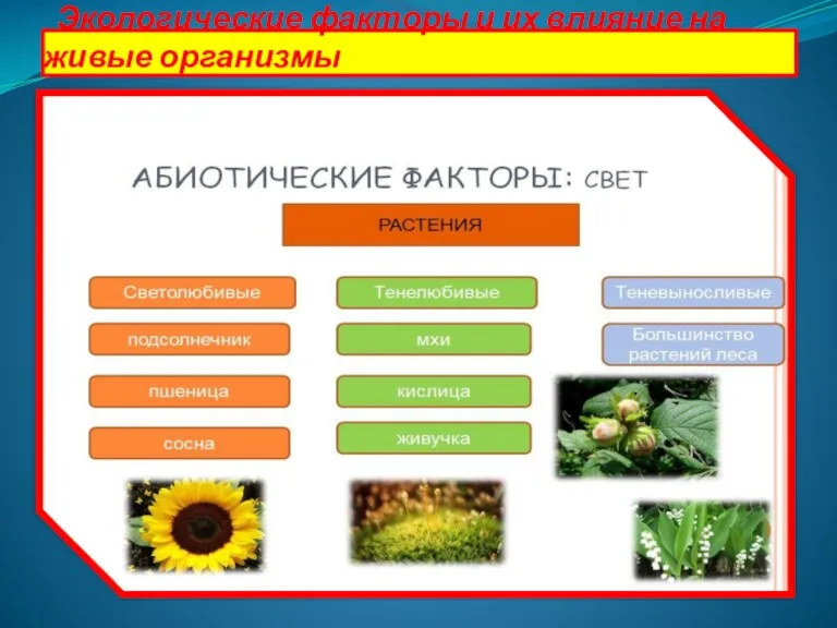 Экологические факторы и их влияние на живые организмы