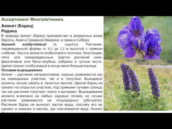 Ассортимент Многолетников. Аконит (Борец) Родина В природе аконит (борец) произрастает