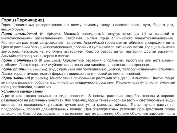 Горец (Персикария) Горец (полигонум) распространен по всему земному шару, населяет