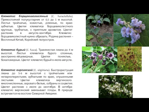 Клематис борщевиколистный (C. heracleifolia). Прямостоячий полукустарник от 0,5 до 1