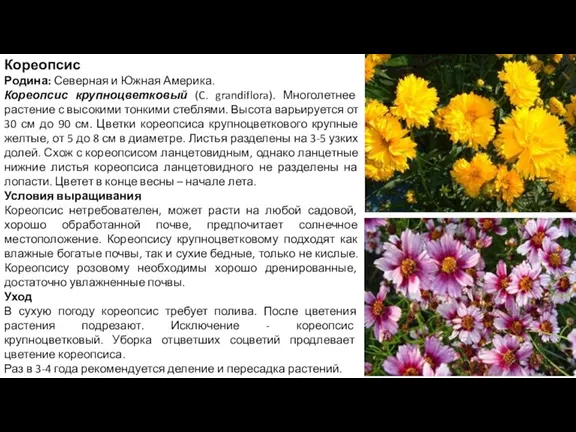 Кореопсис Родина: Северная и Южная Америка. Кореопсис крупноцветковый (C. grandiflora).