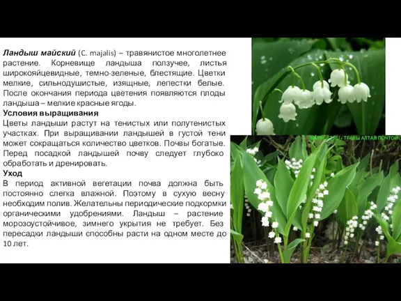 Ландыш майский (C. majalis) – травянистое многолетнее растение. Корневище ландыша