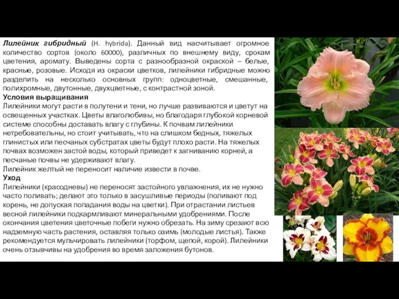 Лилейник гибридный (H. hybrida). Данный вид насчитывает огромное количество сортов