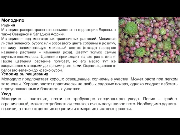 Молодило Родина Молодило распространено повсеместно на территории Европы, а также