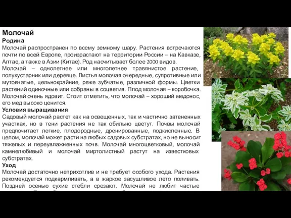 Молочай Родина Молочай распространен по всему земному шару. Растения встречаются