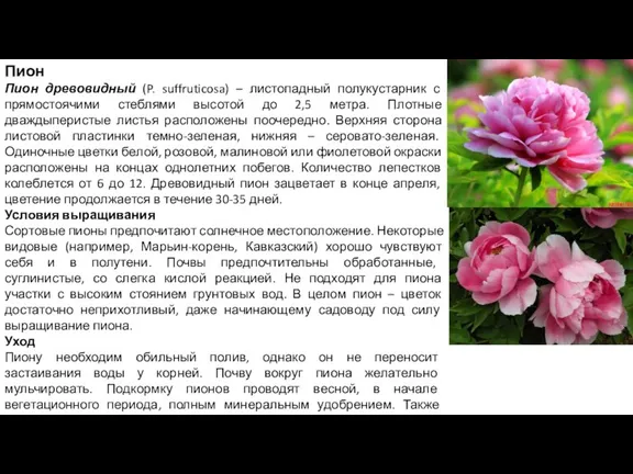 Пион Пион древовидный (P. suffruticosa) – листопадный полукустарник с прямостоячими