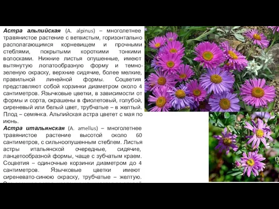 Астра альпийская (A. alpinus) – многолетнее травянистое растение с ветвистым,