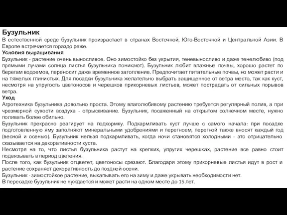 Бузульник В естественной среде бузульник произрастает в странах Восточной, Юго-Восточной